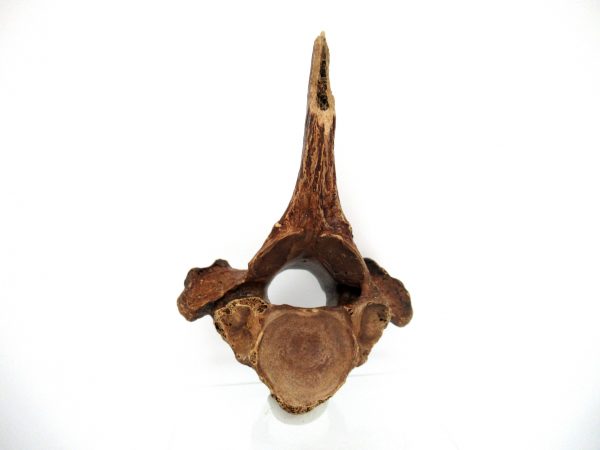 Florida Ice Age Tapir Vertebrae #5