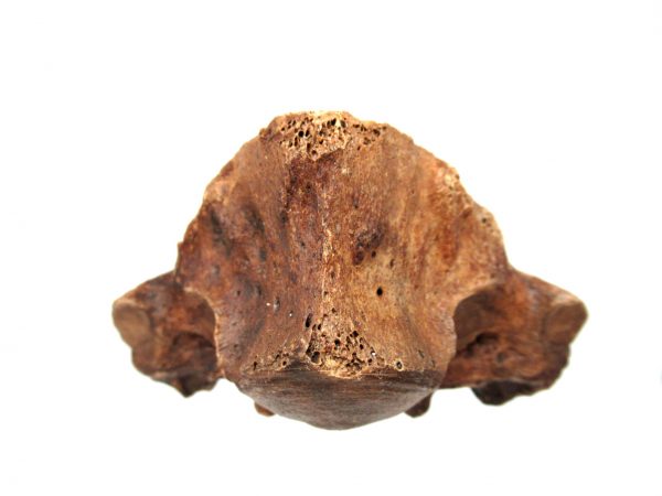 Florida Ice Age Tapir Vertebrae #5 - Image 3