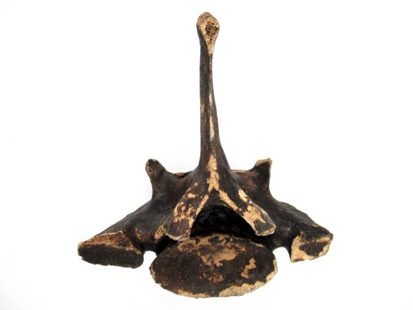 Florida Ice Age Tapir Vertebrae #6