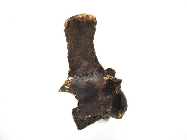 Florida Ice Age Tapir Vertebrae #6 - Image 2