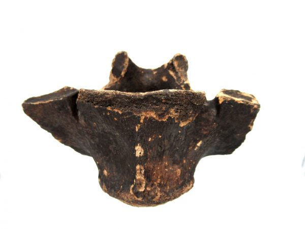 Florida Ice Age Tapir Vertebrae #6 - Image 4