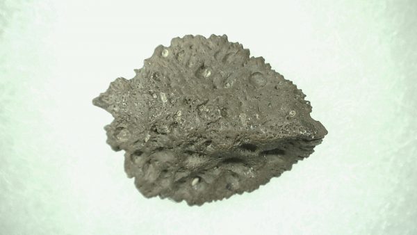 Genuine Miocene Age Fossil Alligator Mefferdi Scute for Sale from Florida #1