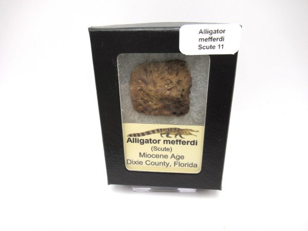 Genuine Miocene Age Fossil Alligator Mefferdi Scute for Sale from Florida #11b