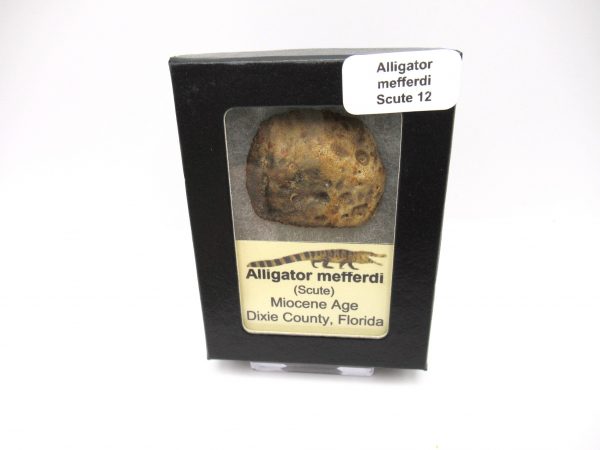 Genuine Miocene Age Fossil Alligator Mefferdi Scute for Sale from Florida #12b