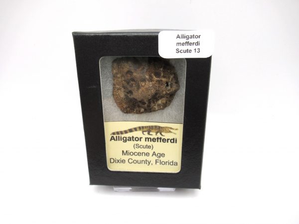 Genuine Miocene Age Fossil Alligator Mefferdi Scute for Sale from Florida #13b