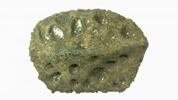 Genuine Miocene Age Fossil Alligator Mefferdi Scute for Sale from Florida #2