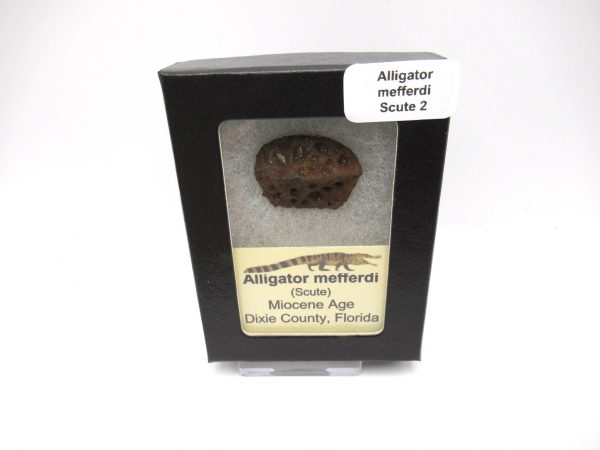 Genuine Miocene Age Fossil Alligator Mefferdi Scute for Sale from Florida #2b