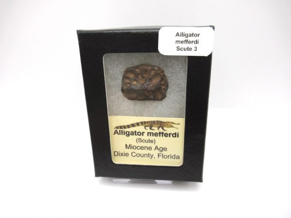 Genuine Miocene Age Fossil Alligator Mefferdi Scute for Sale from Florida #3b