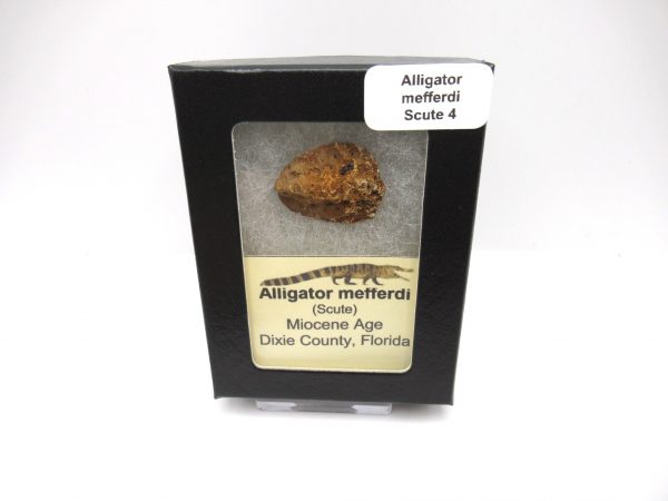 Genuine Miocene Age Fossil Alligator Mefferdi Scute for Sale from Florida #4b