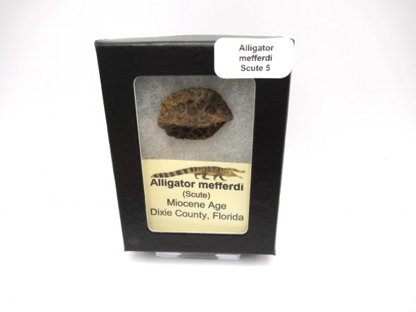 Genuine Miocene Age Fossil Alligator Mefferdi Scute for Sale from Florida #5b