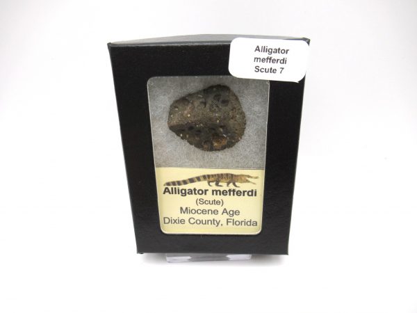 Genuine Miocene Age Fossil Alligator Mefferdi Scute for Sale from Florida #7b