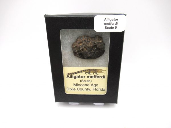 Genuine Miocene Age Fossil Alligator Mefferdi Scute for Sale from Florida #9b