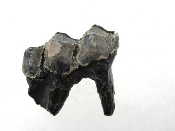 Genuine Pleistocene Age Deer Tooth from Florida for Sale #1