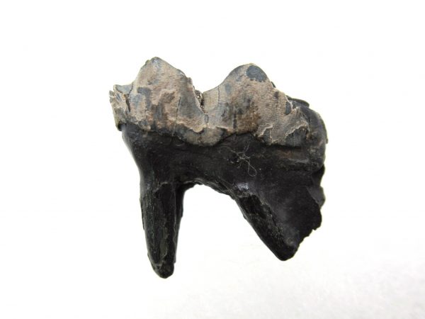 Genuine Pleistocene Age Deer Tooth from Florida for Sale #1a