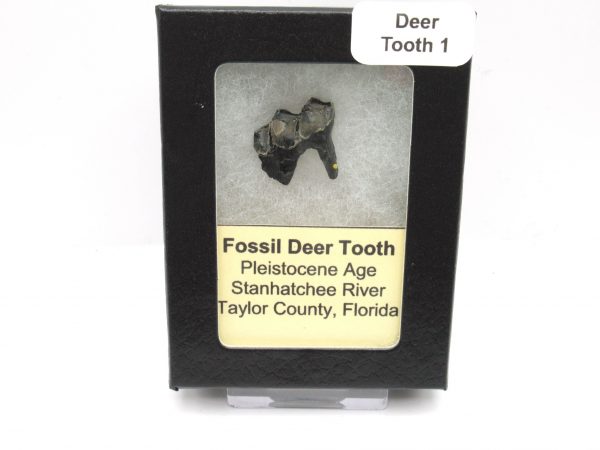 Genuine Pleistocene Age Deer Tooth from Florida for Sale #1c