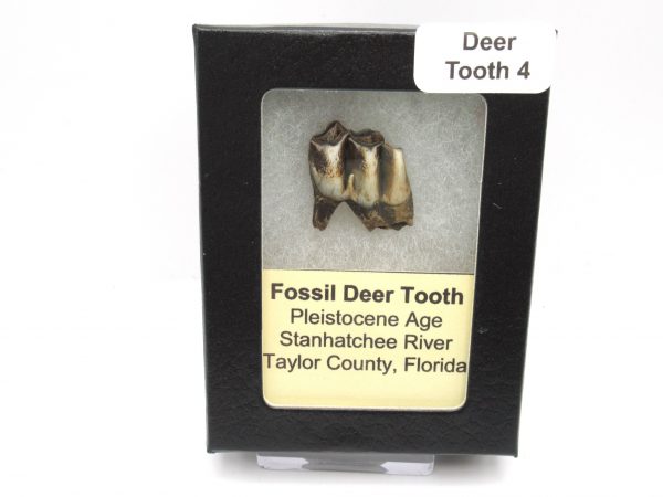 Genuine Pleistocene Age Deer Tooth from Florida for Sale #4c