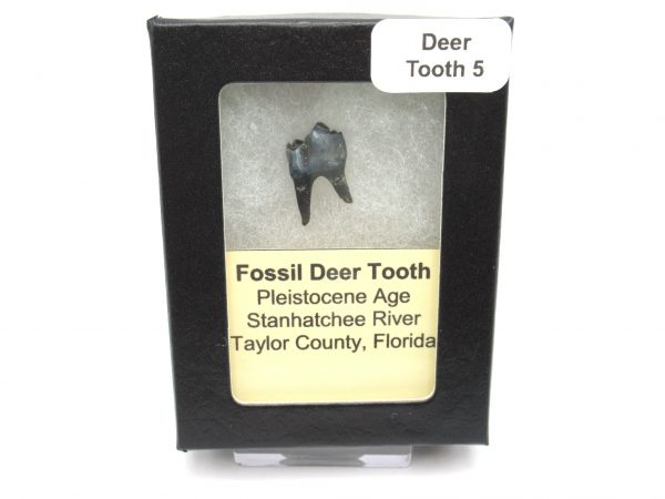 Genuine Pleistocene Age Deer Tooth from Florida for Sale #5c