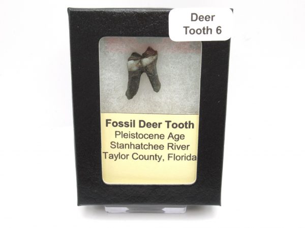 Genuine Pleistocene Age Deer Tooth from Florida for Sale #6c