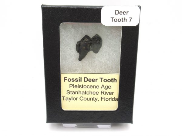 Genuine Pleistocene Age Deer Tooth from Florida for Sale #7c