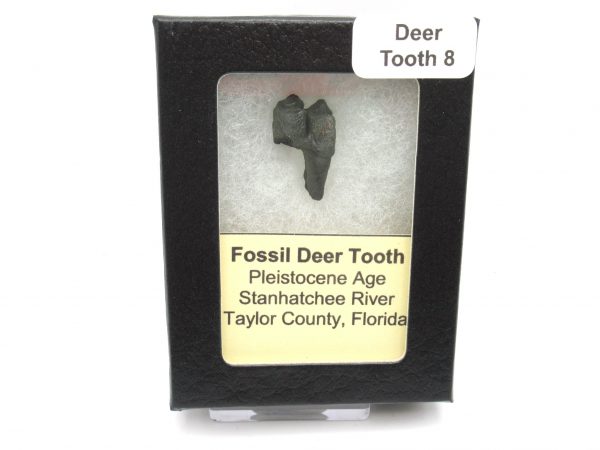 Genuine Pleistocene Age Deer Tooth from Florida for Sale #8c