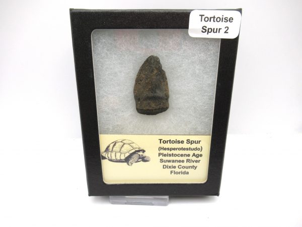 Pleistocene Giant Tortoise Spur #2