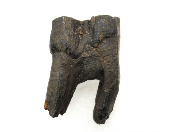 Hemiauchenia Camel Tooth #10 - Image 2