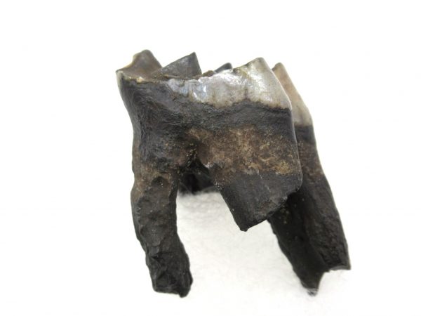 Hemiauchenia Camel Tooth #8 - Image 2