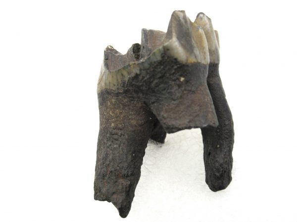 Hemiauchenia Camel Tooth #8 - Image 4