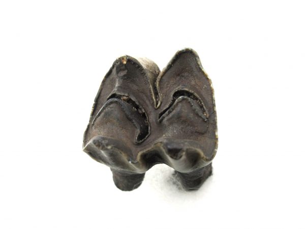 Hemiauchenia Camel Tooth #8 - Image 3