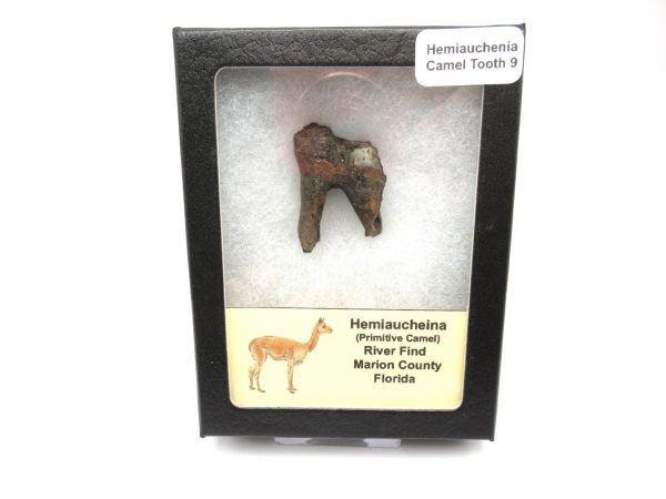 Hemiauchenia Camel Tooth #9