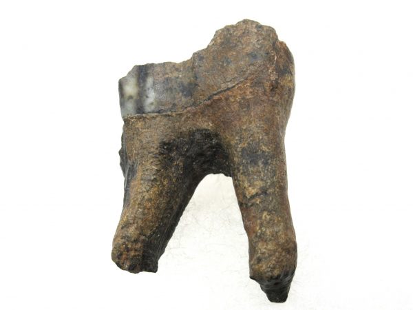 Hemiauchenia Camel Tooth #9 - Image 2