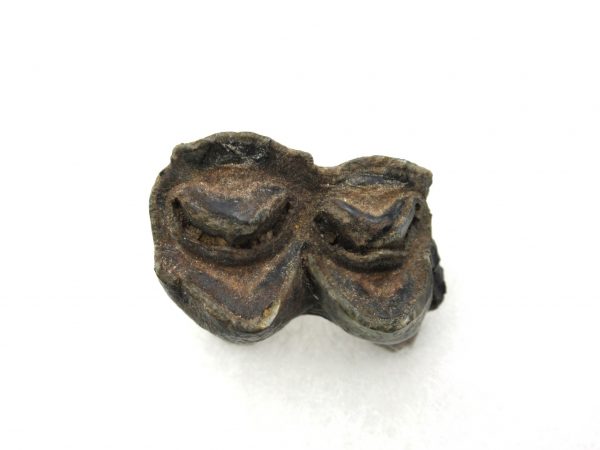 Hemiauchenia Camel Tooth #9 - Image 3