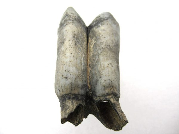 Palaeolama Camel Tooth #3 - Image 2