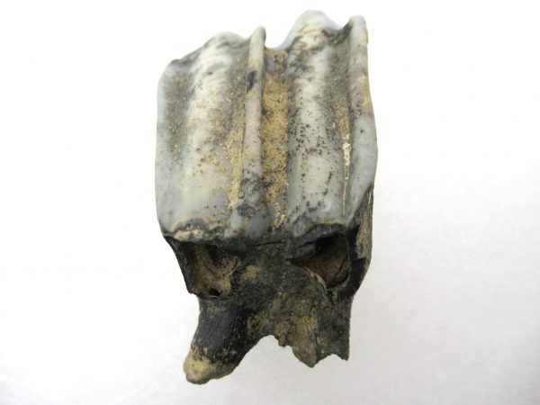 Palaeolama Camel Tooth #3 - Image 4