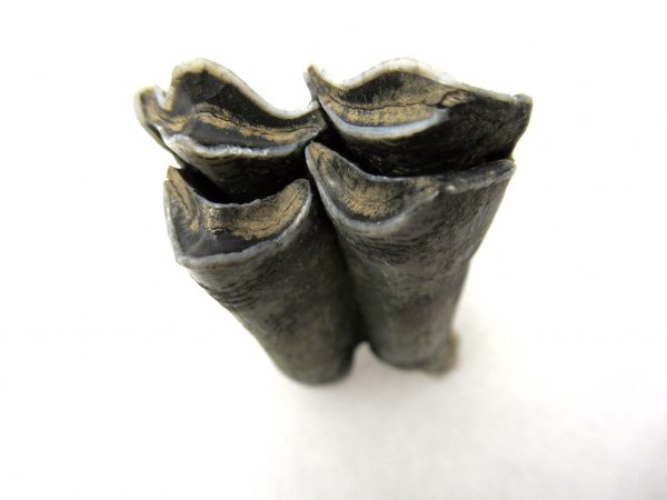 Palaeolama Camel Tooth #3 - Image 3