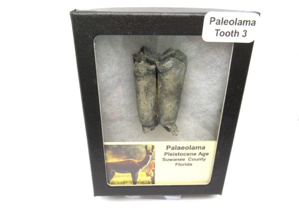 Palaeolama Camel Tooth #3