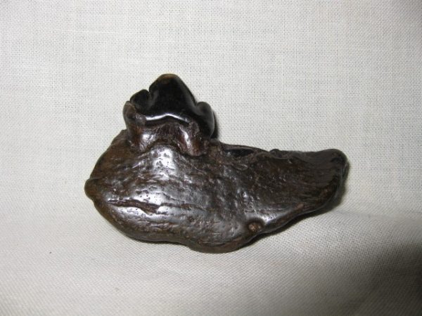 Jaguar Jaw #2 - Image 2