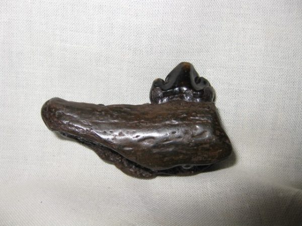 Jaguar Jaw #2 - Image 5