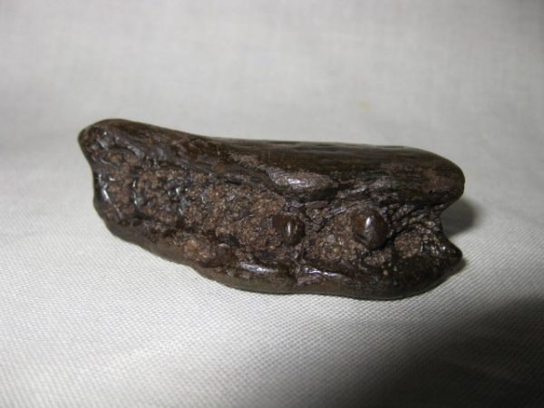 Jaguar Jaw #2 - Image 4