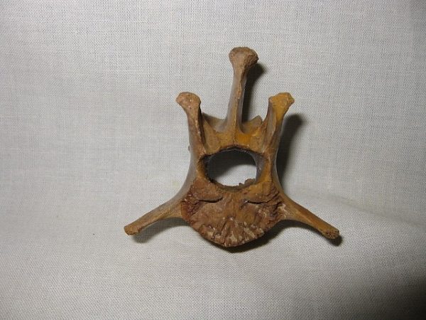 Jaguar Cervical Vertebrae #3 - Image 2