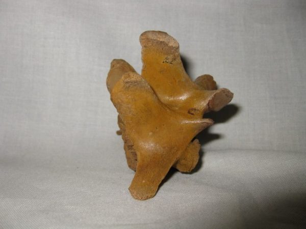 Jaguar Cervical Vertebrae #3 - Image 3