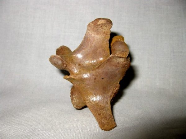 Jaguar Cervical Vertebrae #3 - Image 5