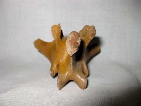 Jaguar Cervical Vertebrae #3 - Image 6