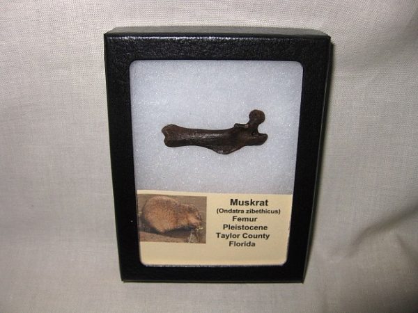 Muskrat Bone #1