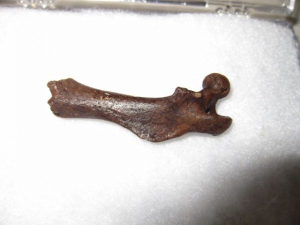 Muskrat Bone #1 - Image 3