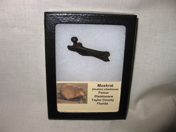 Muskrat Bone #3