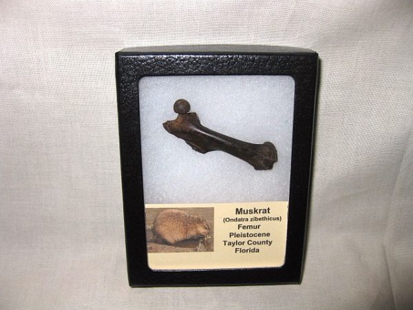 Muskrat Bone #7