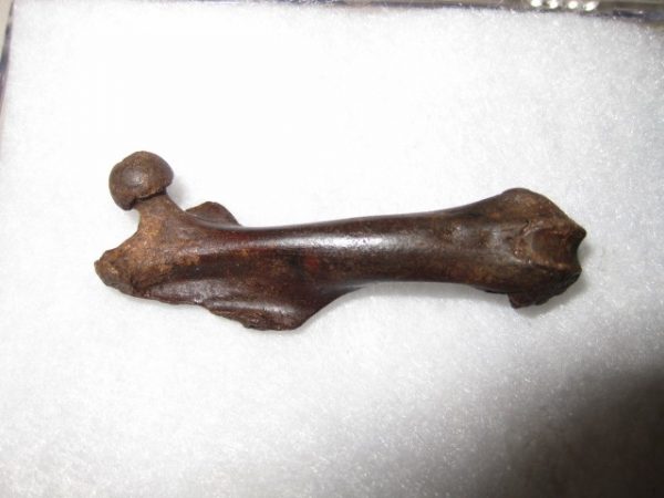 Muskrat Bone #7 - Image 2