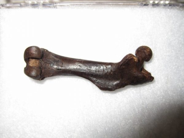 Muskrat Bone #7 - Image 3