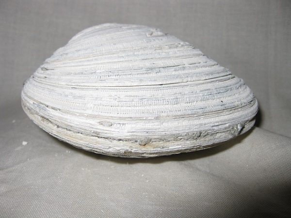 Florida Mercenaria Clam #5 - Image 3